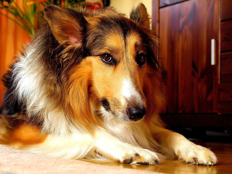 Collie Dog Lying Down — Brown, Calm