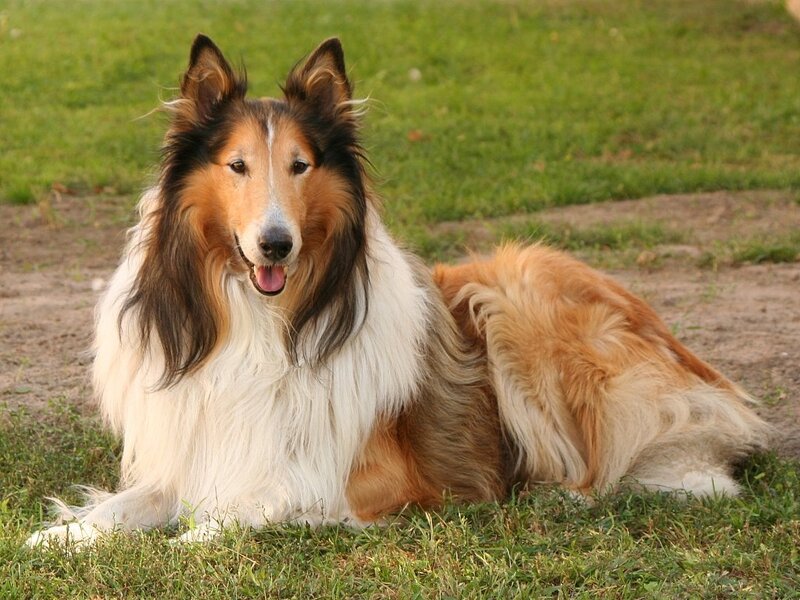 Collie Dog Lying Down — Brown