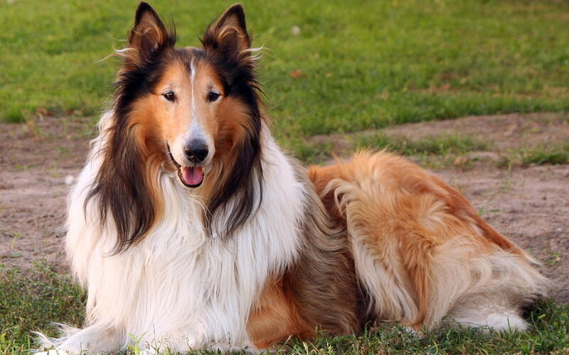 Collie Dog Lying Down