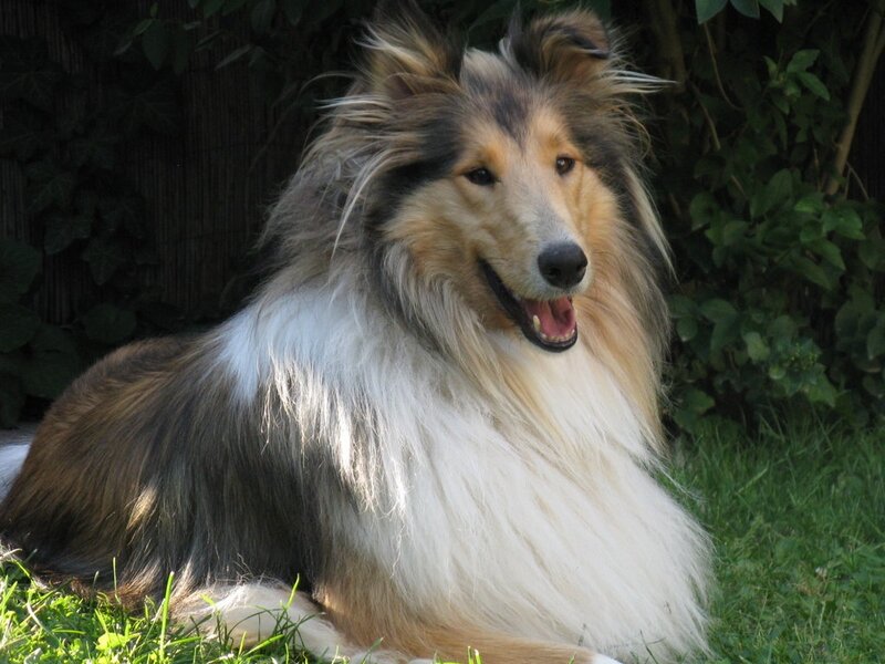 Collie Dog Lying Down — White