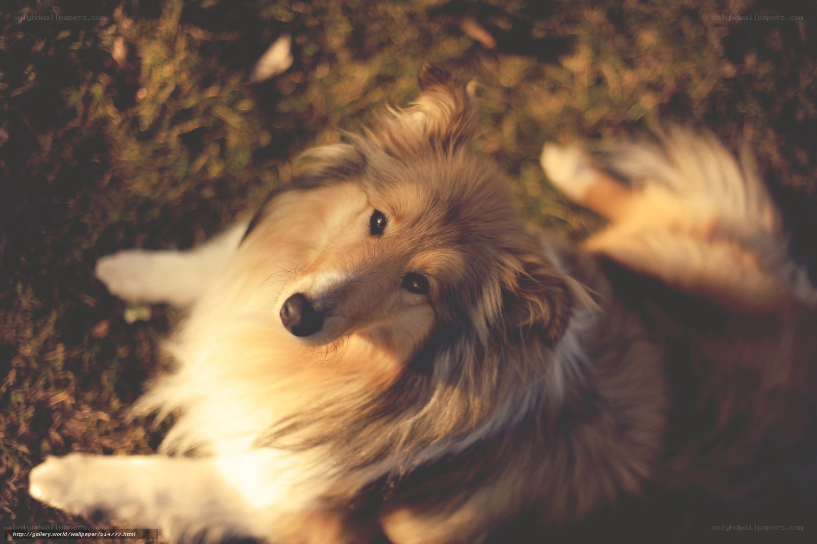 Collie dog lying on grass