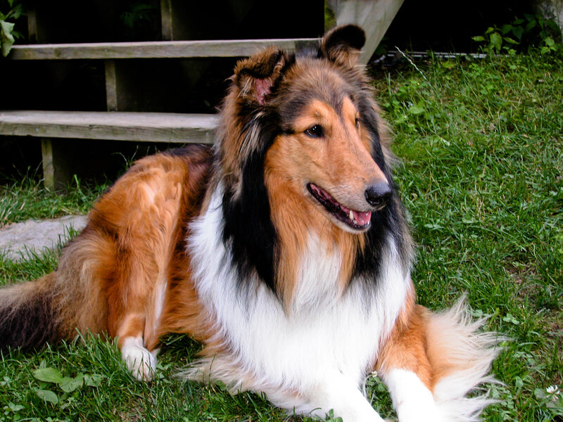 Collie Dog Lying on Grass — Brown