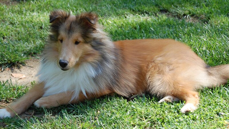 Collie Dog Lying on Grass — Green