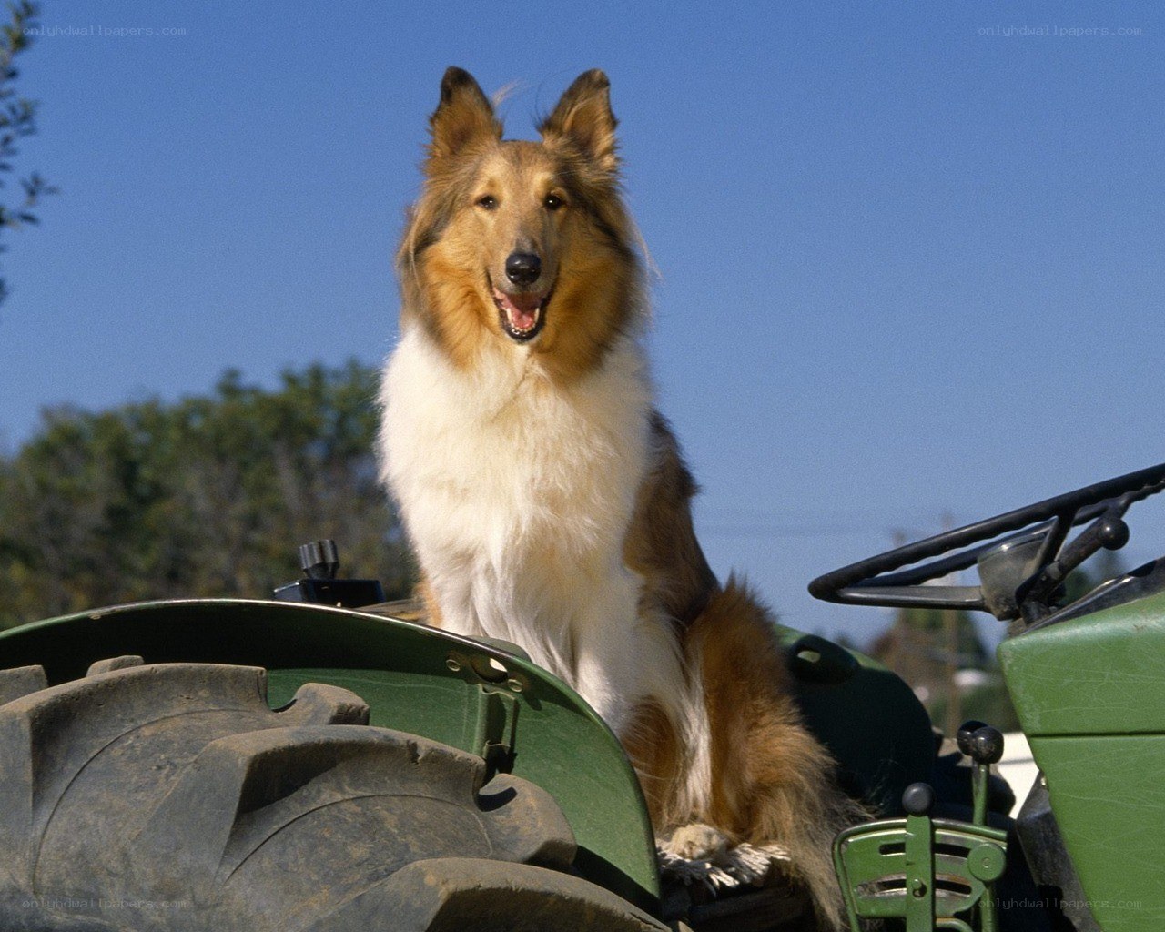 Collie dog on a tractor
