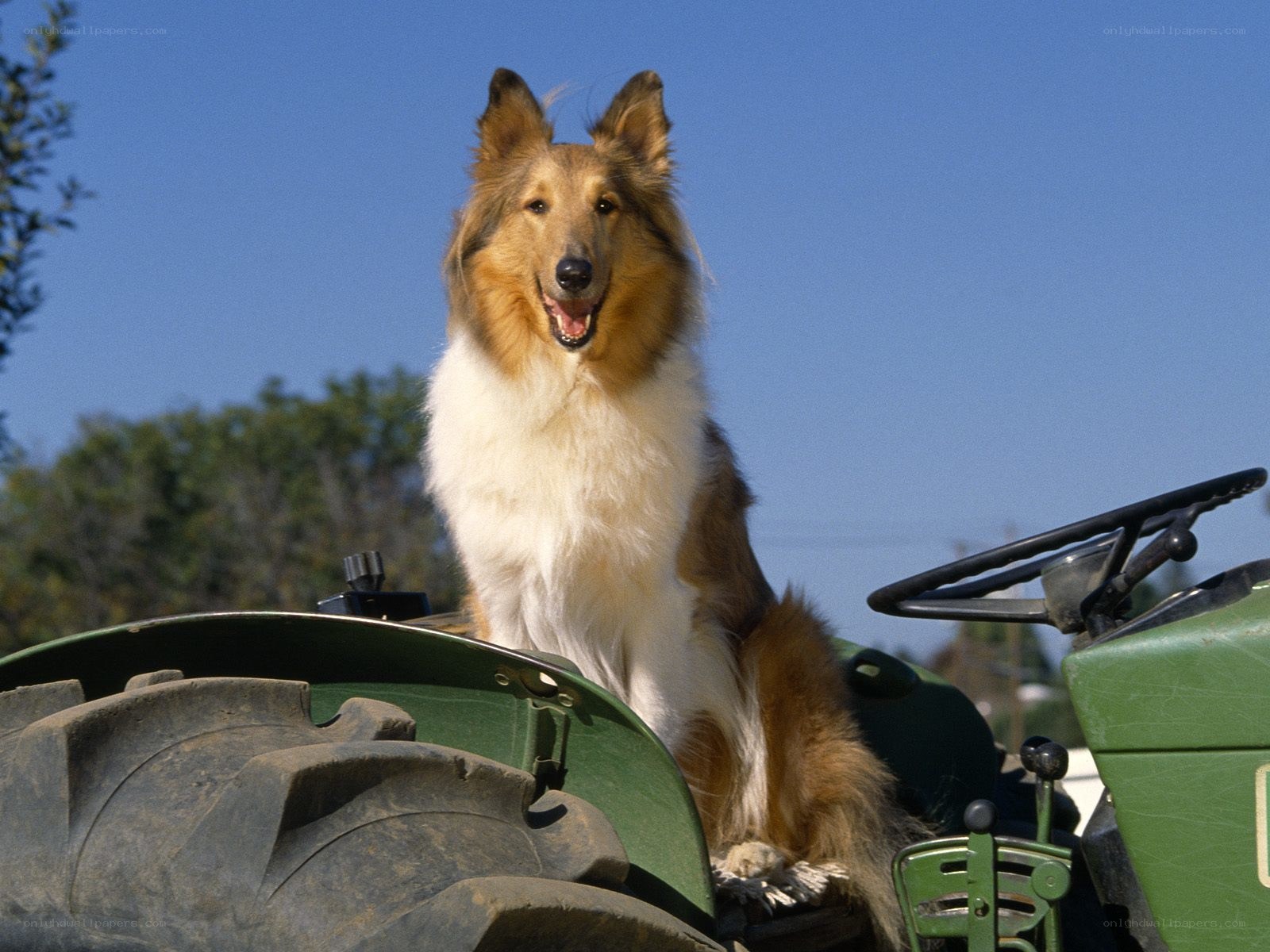 Collie dog on a tractor