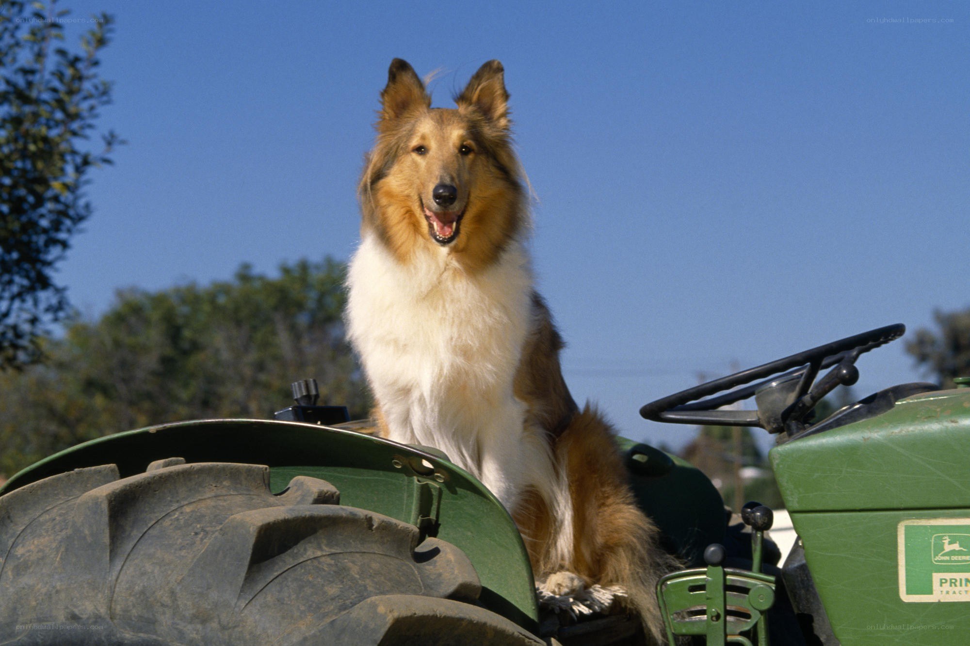 Collie dog on a tractor