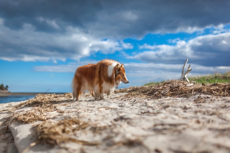 Collie Dog on Beach — Blue