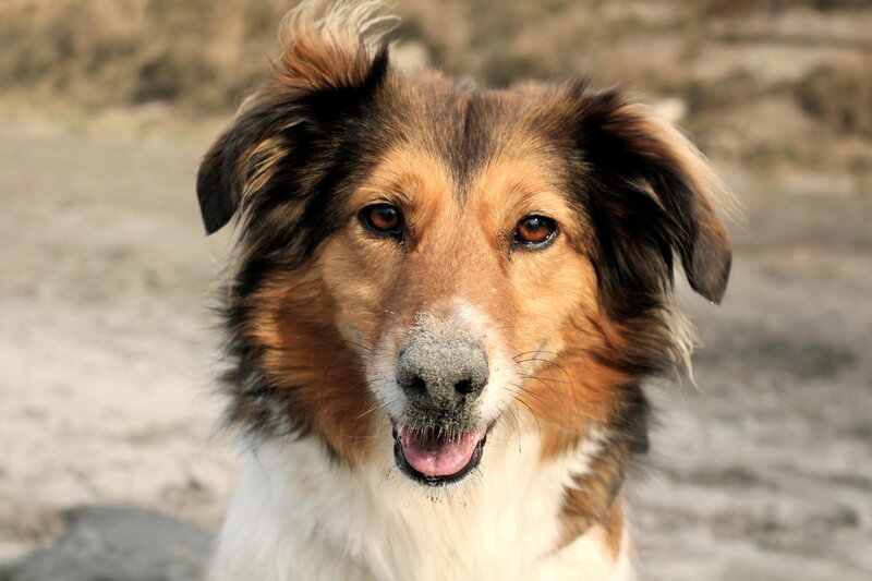 Collie Dog on Beach — Brown
