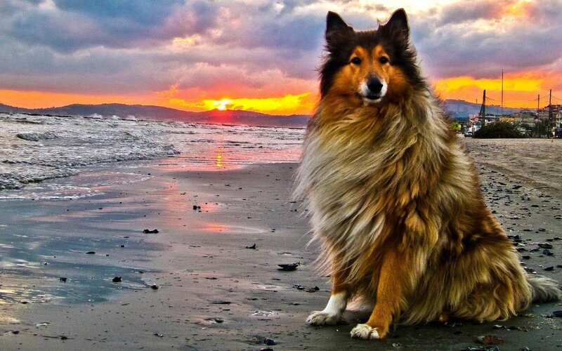 Collie Dog on Beach — Orange, Dramatic, Sunset