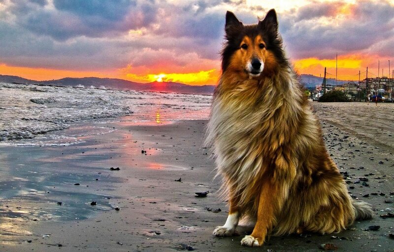 Collie Dog on Beach — Orange, Dramatic