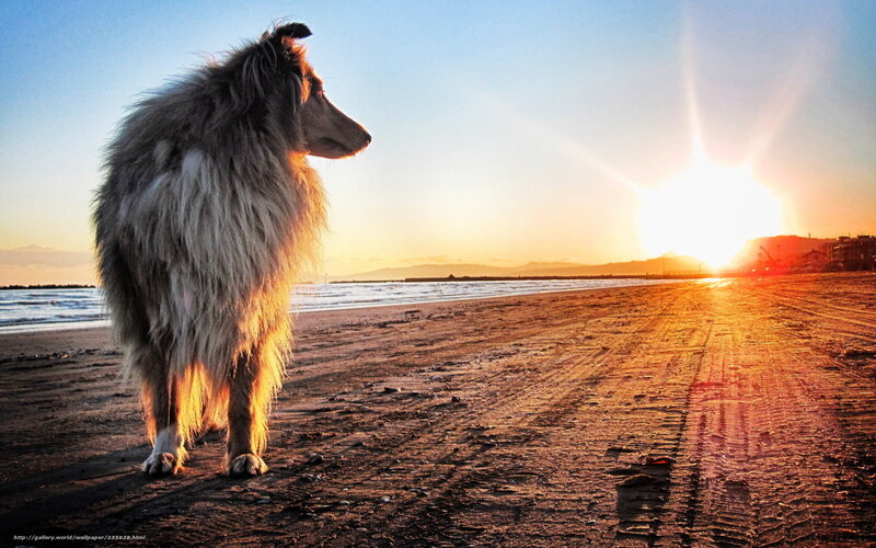 Collie Dog on Beach — Orange, Serene, Sunset, Photograph, Sun, Ocean