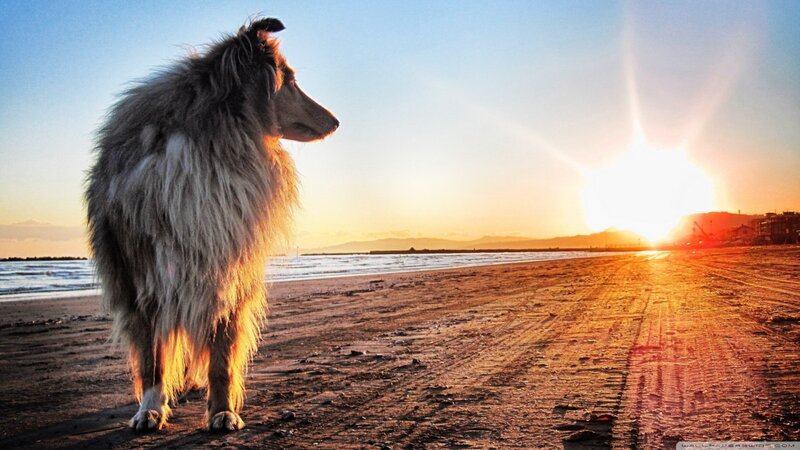 Collie Dog on Beach — Orange, Serene, Sunset