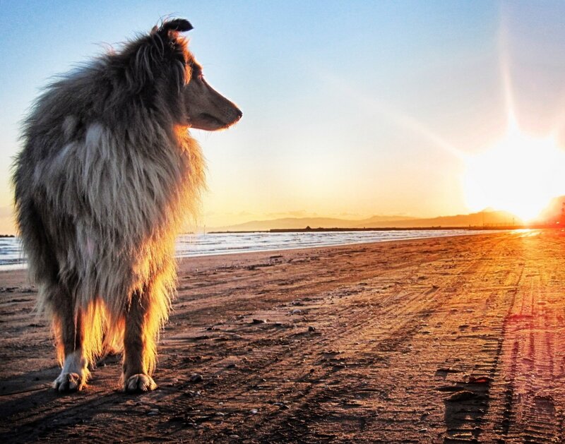 Collie Dog on Beach — Orange