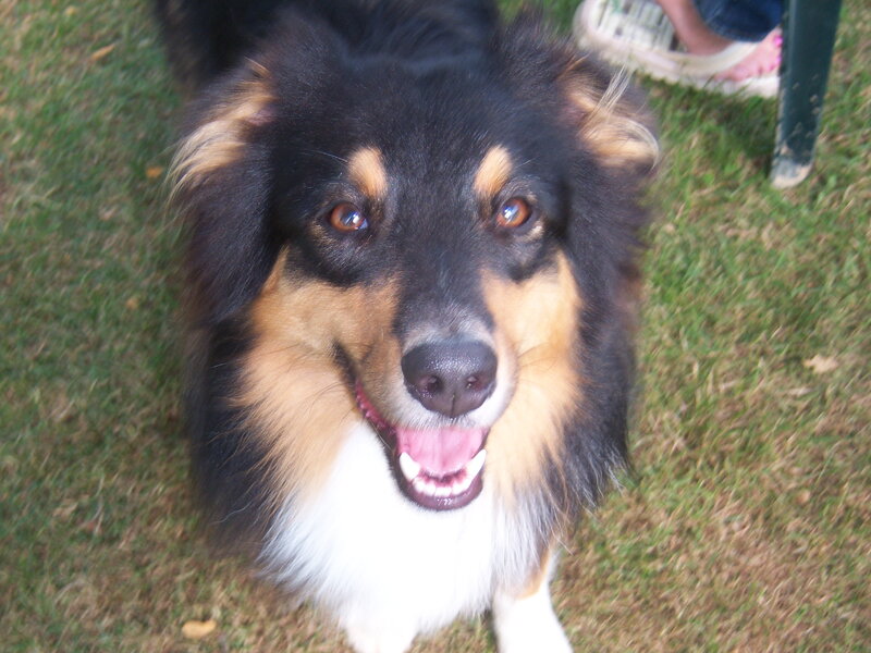Collie Dog on Grass — Black, Calm