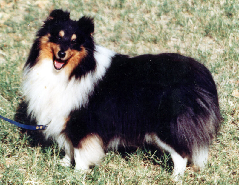 Collie Dog on Grass — Black
