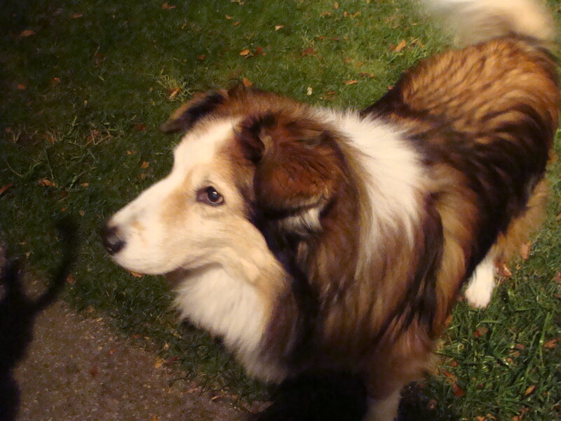 Collie Dog on Grass — Brown