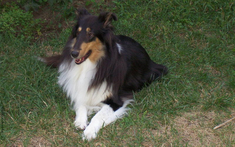 Collie Dog on Grass — Green
