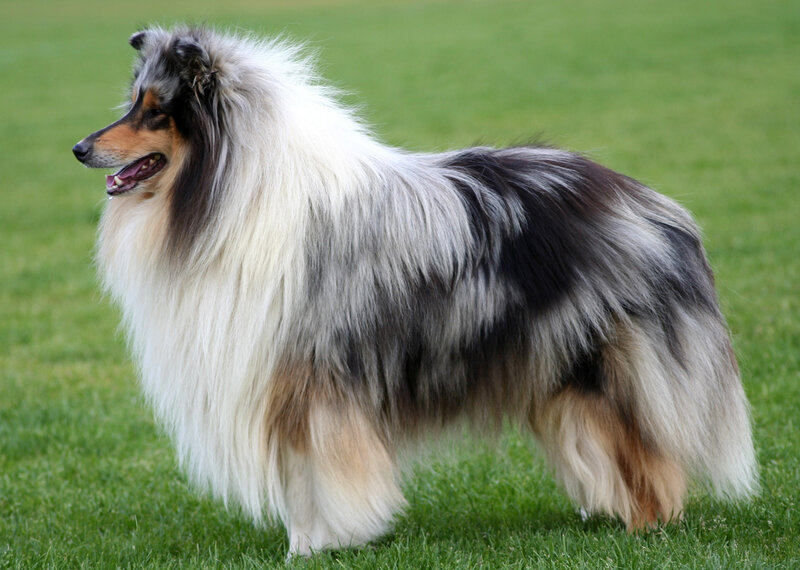 Collie dog on grass