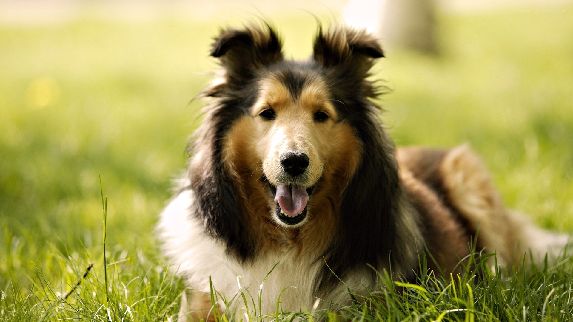 collie dog on green grass