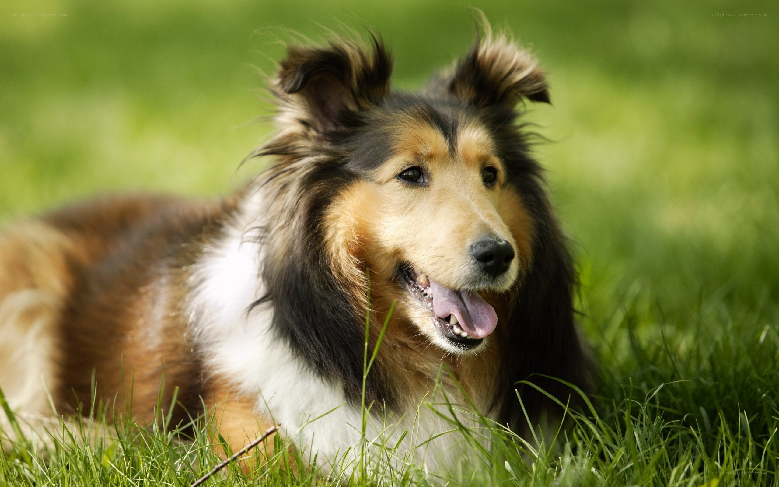 collie dog on green grass