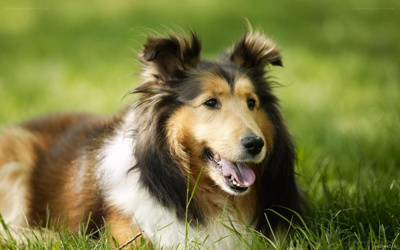 collie dog on green grass