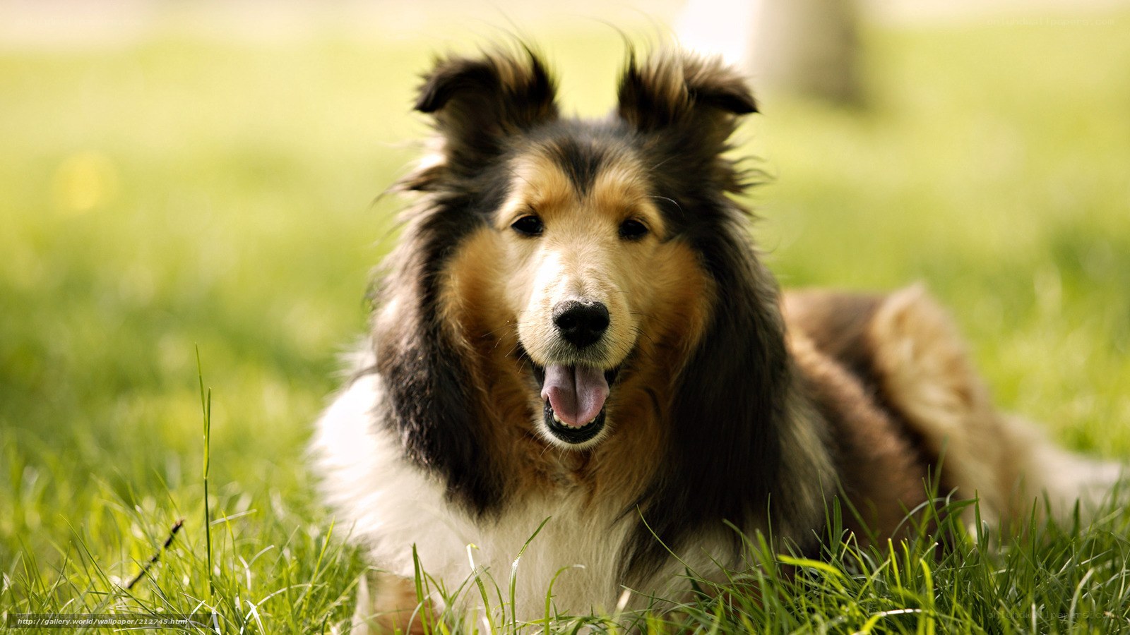 collie dog on green grass