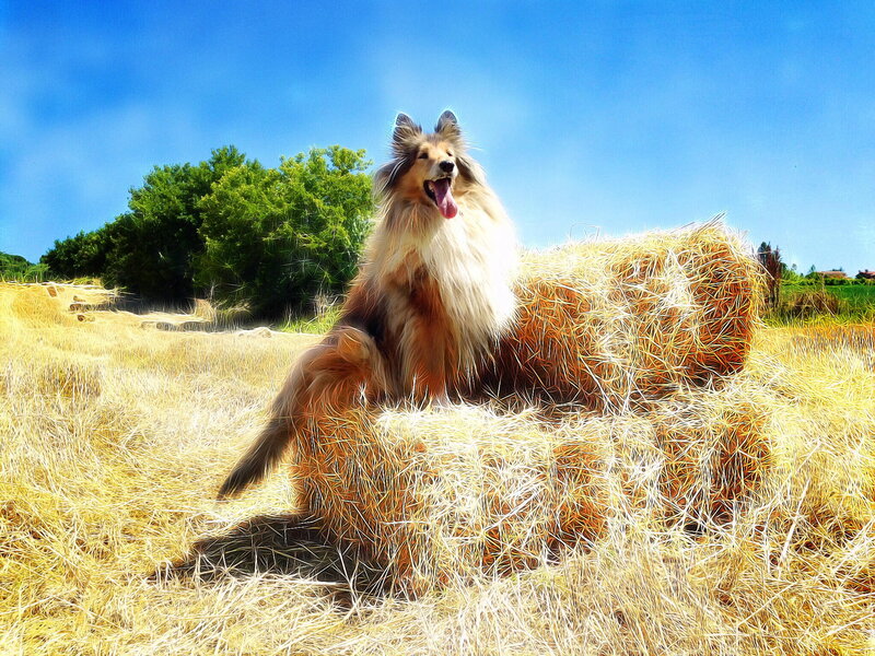 Collie Dog on Hay Bale