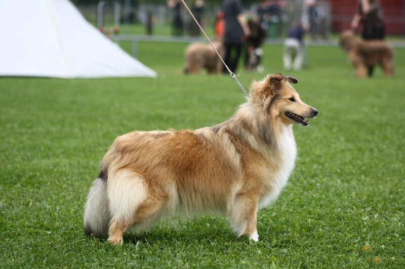 Collie Dog on Leash