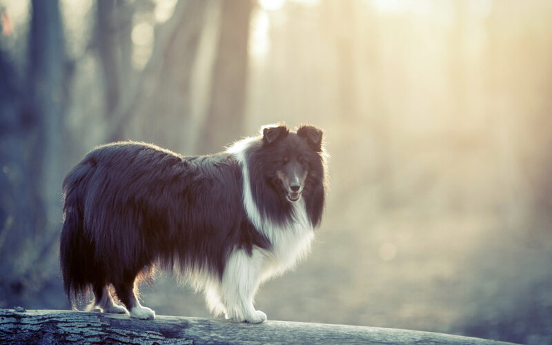 Collie Dog on Log