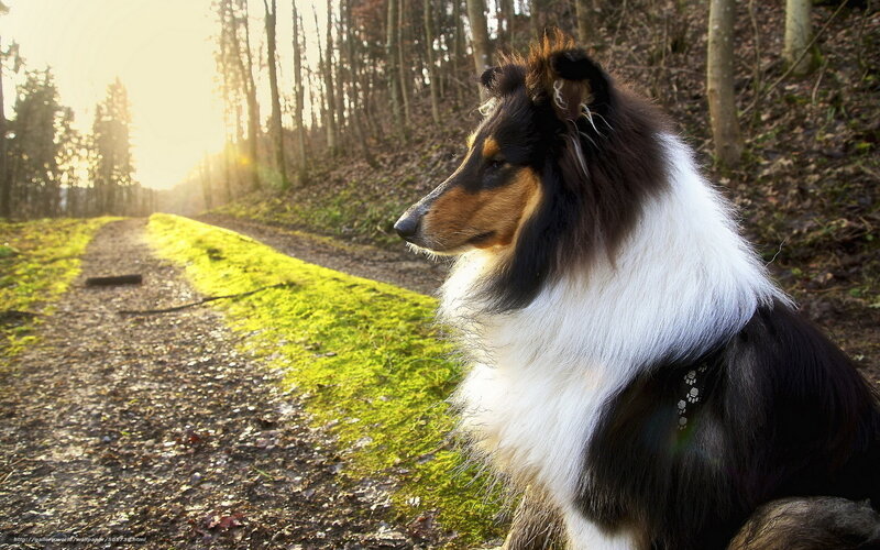 Collie Dog on Path