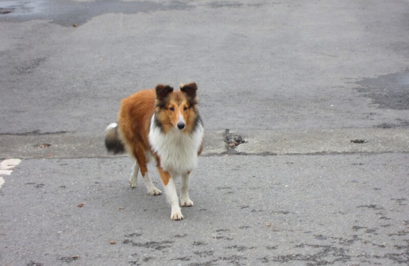 Collie Dog on Pavement