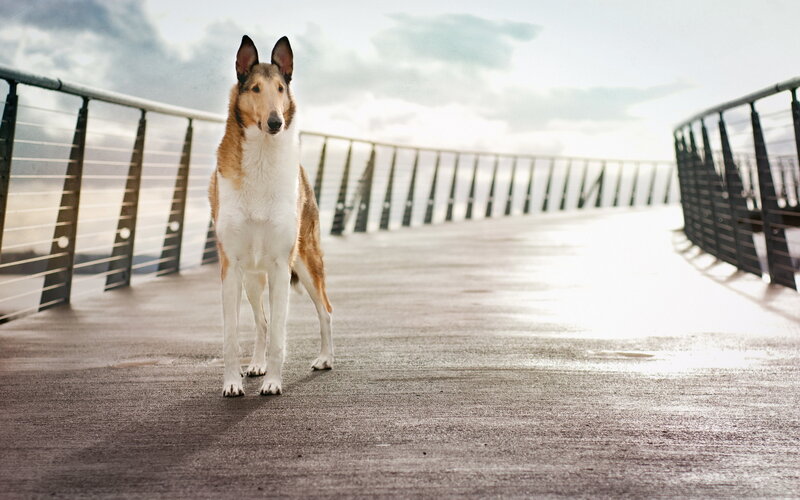Collie Dog on Pier