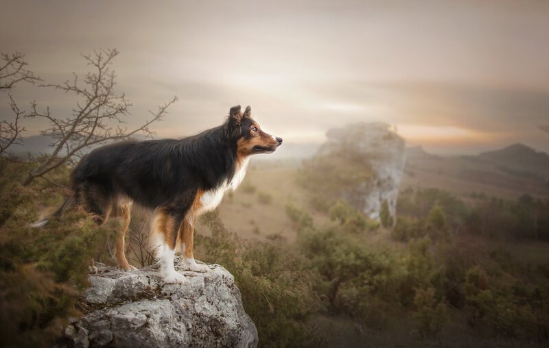 Collie Dog on Rock
