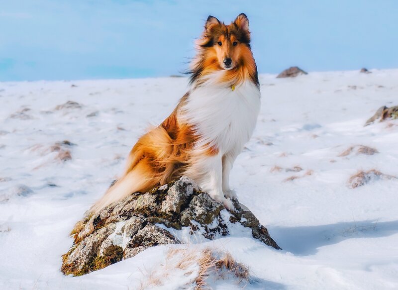Collie Dog on Rock — White