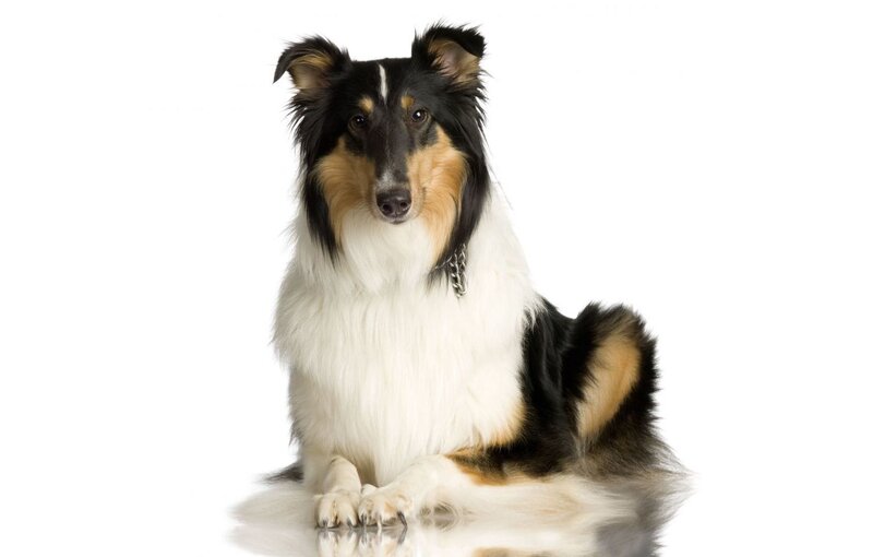 collie dog on white background