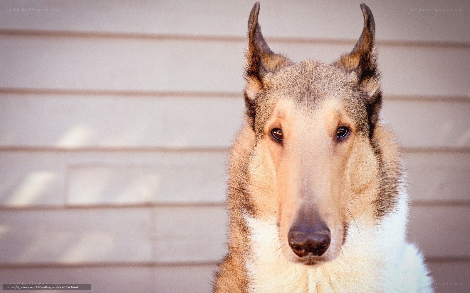 collie dog portrait