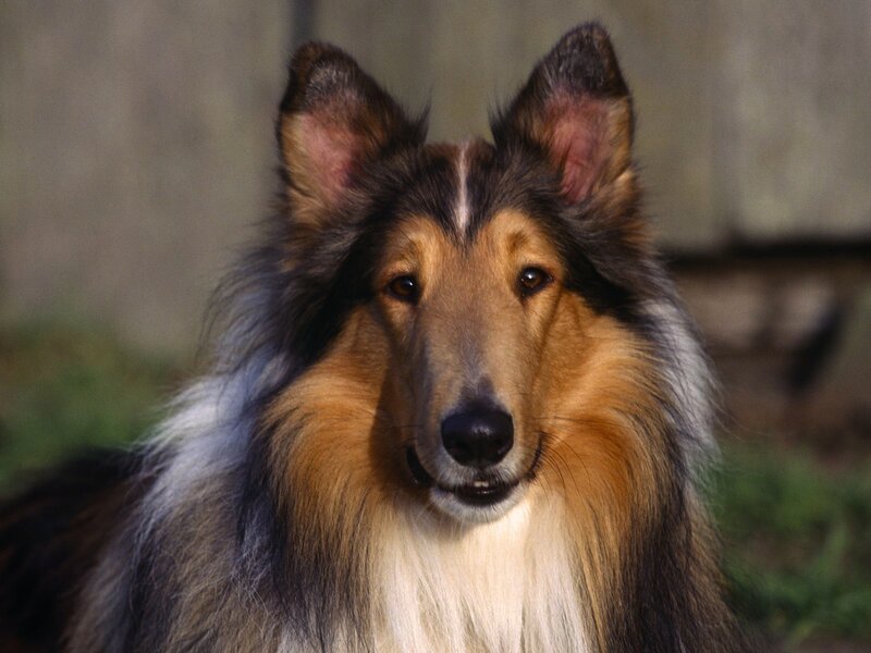 Collie dog portrait