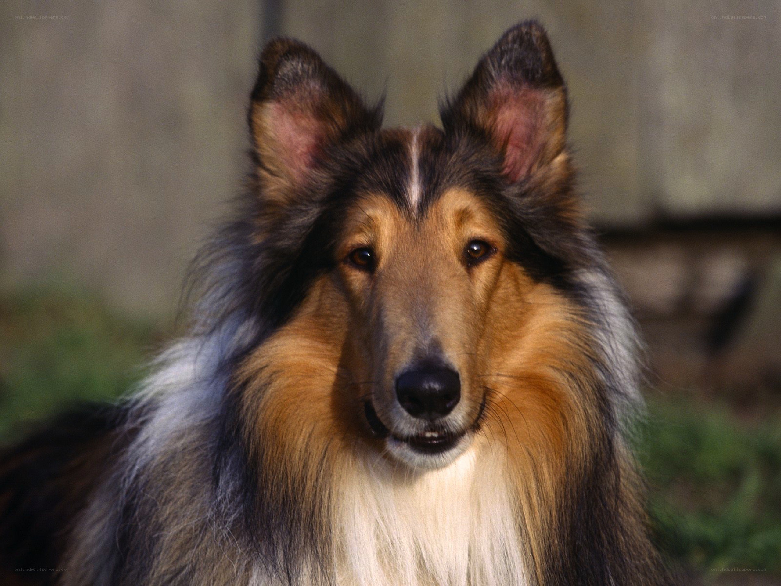 Collie dog portrait