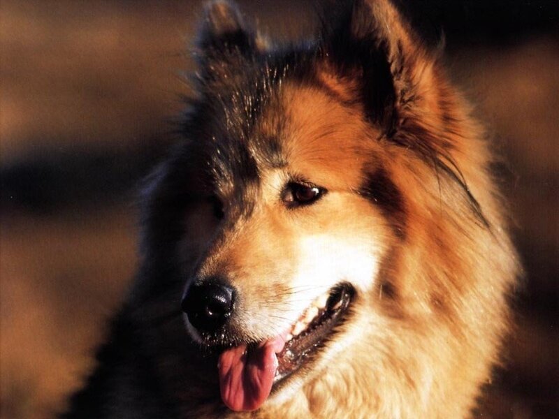 collie dog portrait