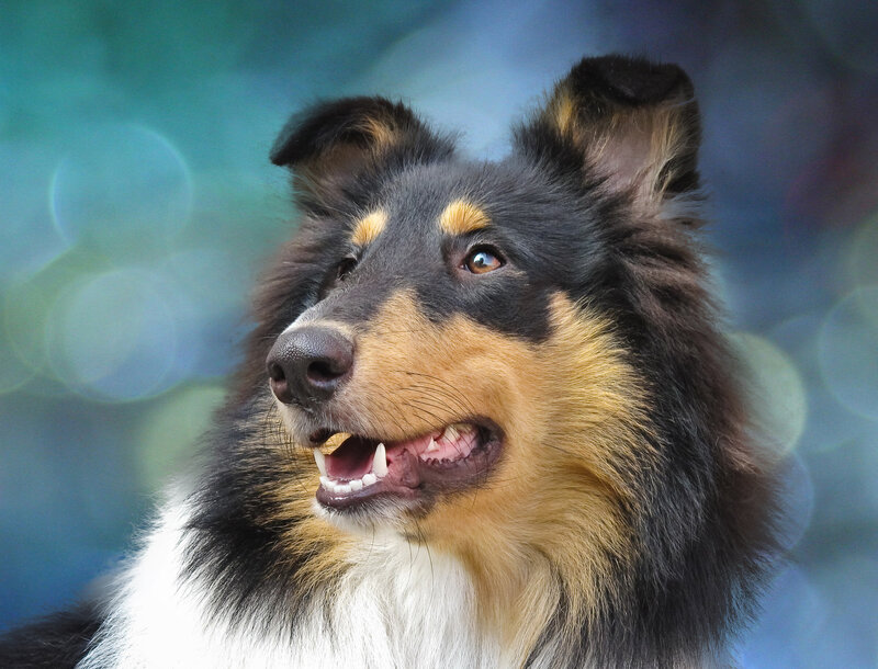 Collie Dog Portrait — Black, Calm