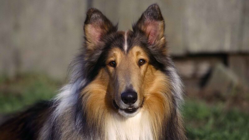 Collie Dog Portrait — Brown, Calm, Afternoon, Photograph, Grass