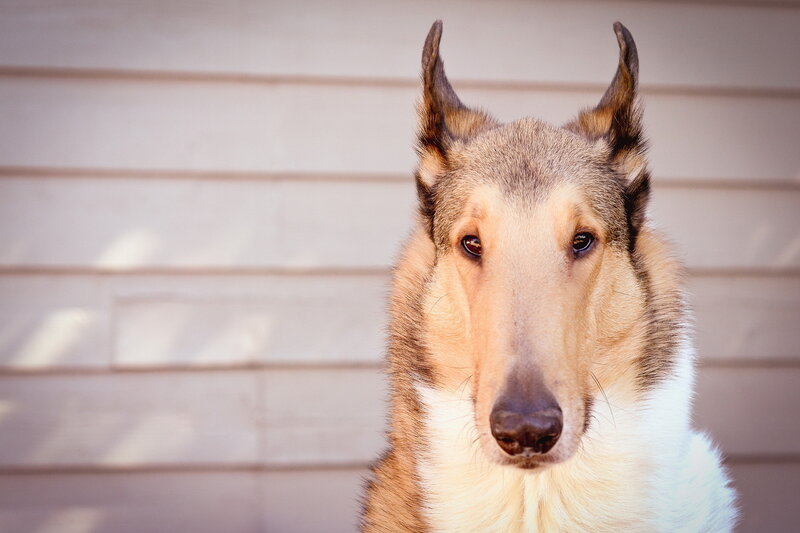 Collie Dog Portrait — Brown, Calm, Afternoon, Photograph