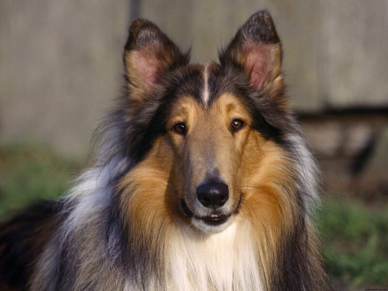Collie Dog Portrait — Brown, Calm, Afternoon