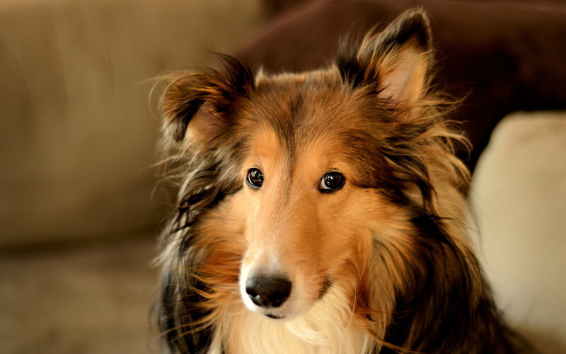 Collie Dog Portrait — Brown, Calm, Photograph, Couch