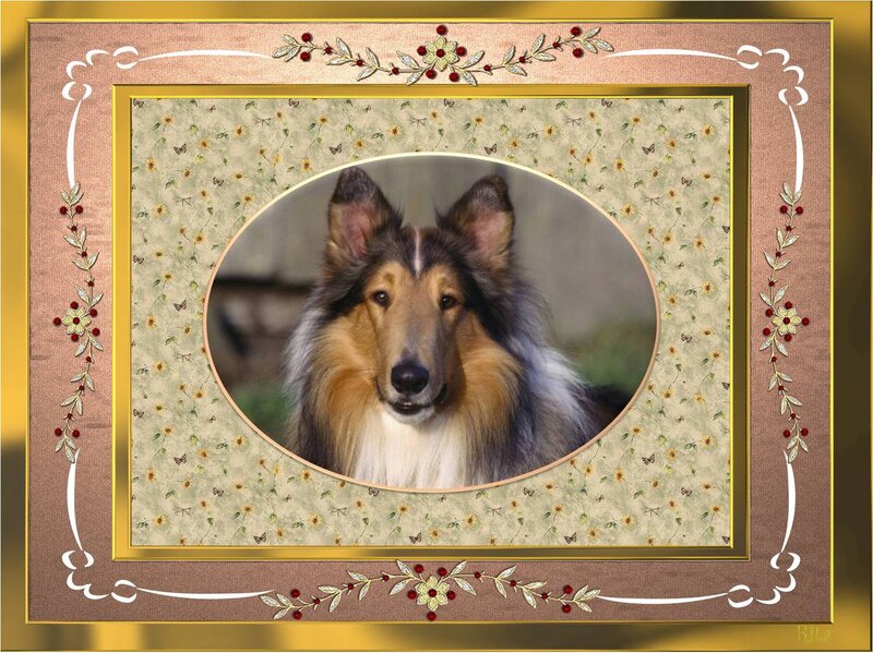 Collie Dog Portrait — Brown, Calm, Photograph, Frame