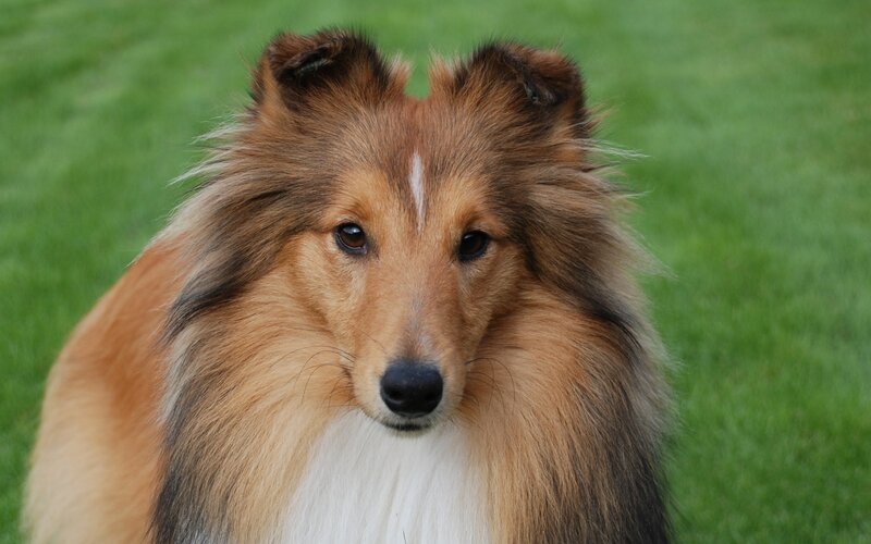 Collie Dog Portrait — Brown, Calm, Photograph, Grass