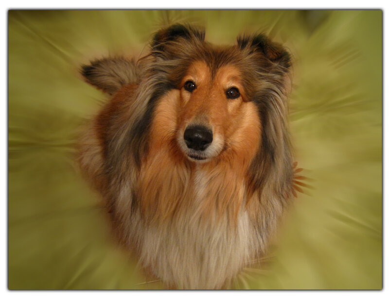 Collie Dog Portrait — Brown, Calm