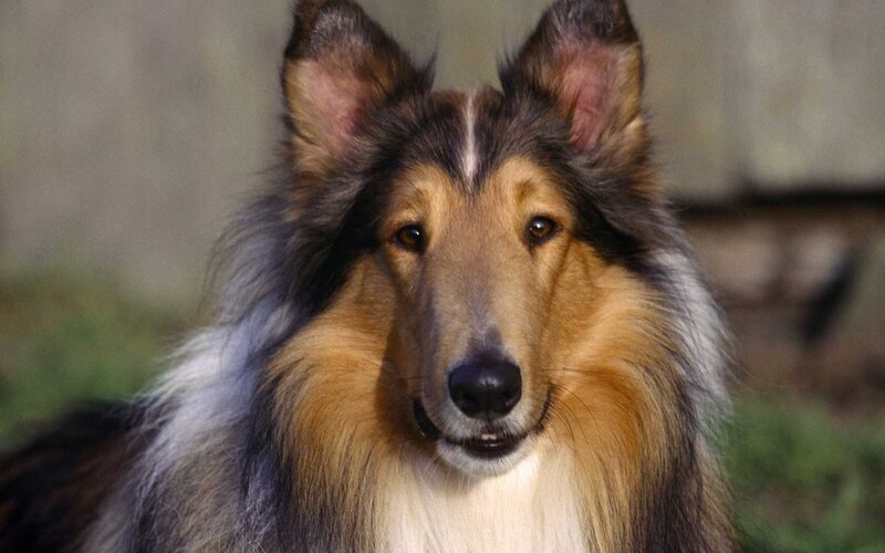 Collie Dog Portrait — Brown