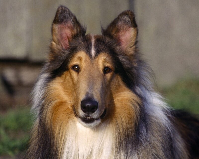 Collie Dog Portrait — Calm