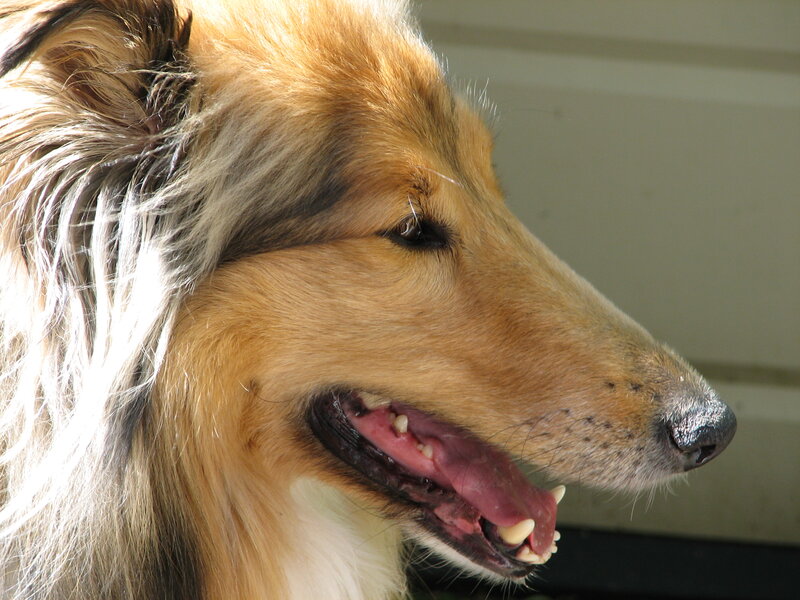 Collie Dog Profile